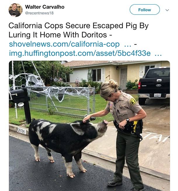 cops pigs