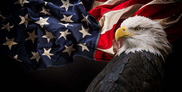 A bald eagle with a flag