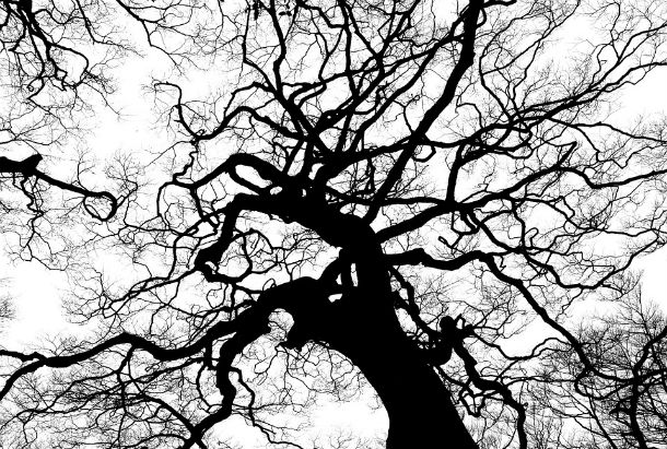 branches