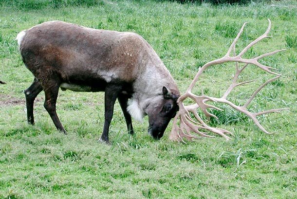 caribou antlers
