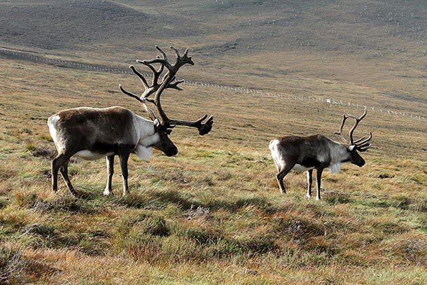 reindeer antlers male female