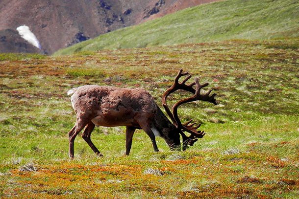 reindeer herbivore