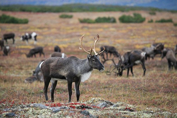 reindeer migration