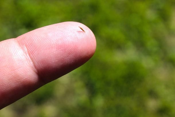 close up of splinter in finger