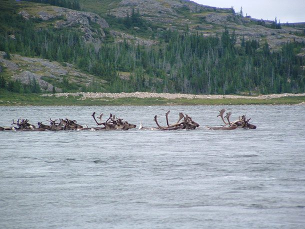 swimming caribou
