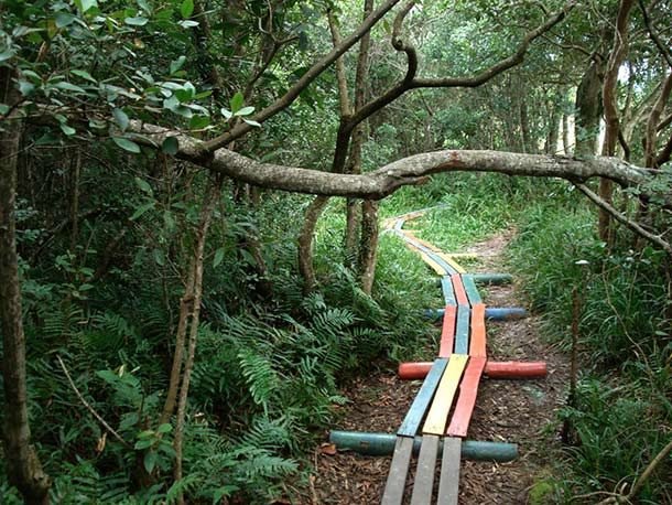 a trail in the jungle