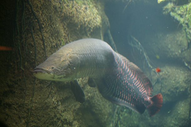 amazon river fish