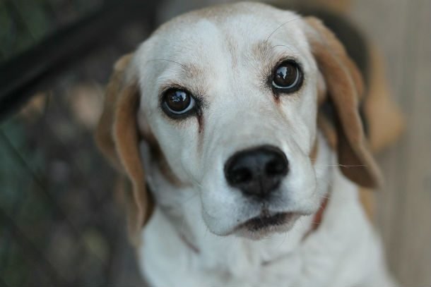 beagledog