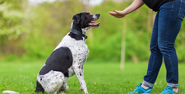 A dog sitting on grass with a person's hand reaching for it
