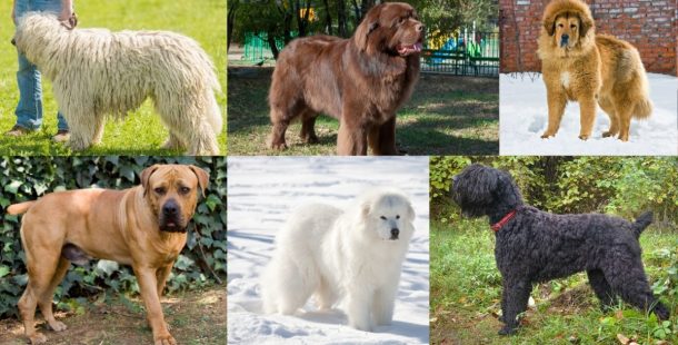 25 of the world's largest dog breeds