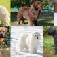 A collage largest dog breeds