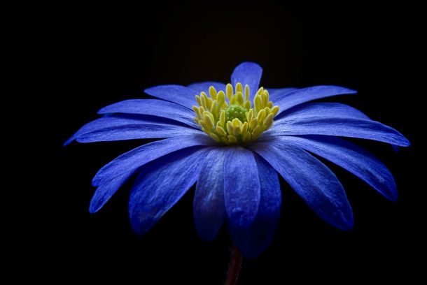 Anemone-Blossom-Flower-Blue-Bloom-Balkan-Anemone-07