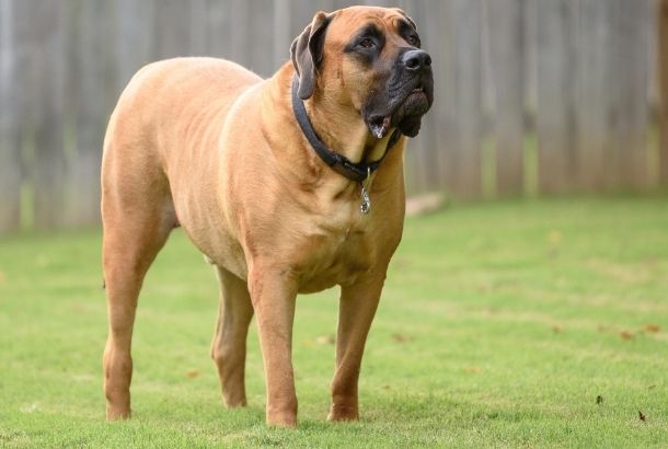 25 Of The World's Largest Dog Breeds