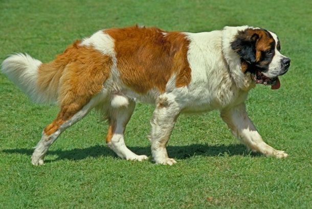 25 Of The World's Largest Dog Breeds