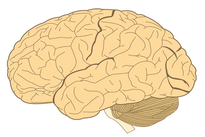 Human-brain.SVG
