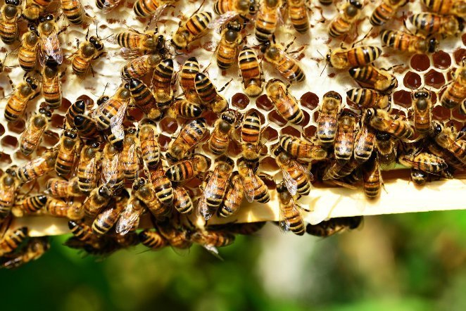 Bee-Hive-Insects-Yellow-Hive-Bees-Honey-Bees-401238