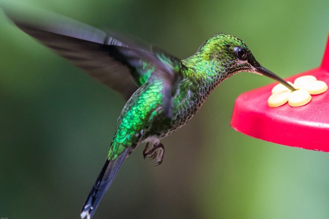 hummingbird-2293297_1280