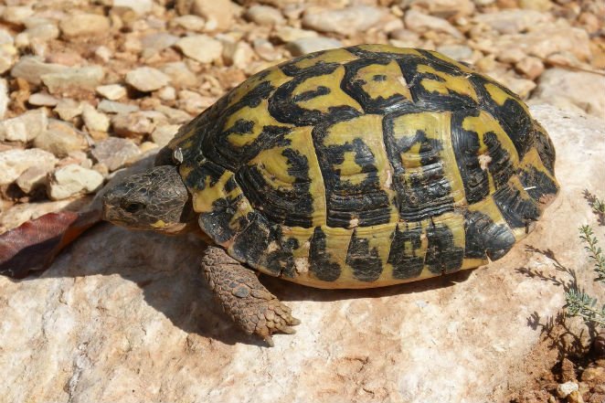 mediterranean-tortoise-turtle-priorat-107946-1024