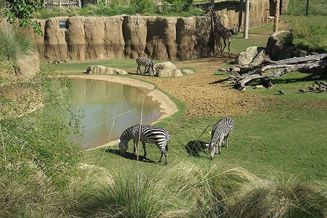 1600px-Dallas_Zoo_Zebra