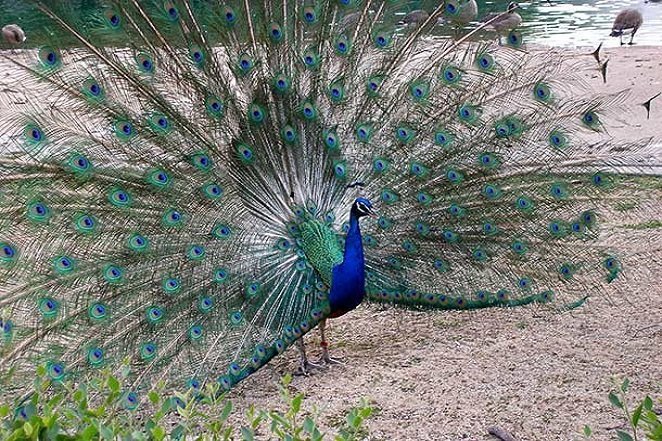 1600px-Peacock_at_Chicago_Brookfield_Zoo