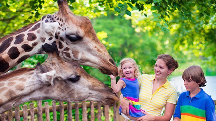 A person holding a child and touching a giraffe's nose