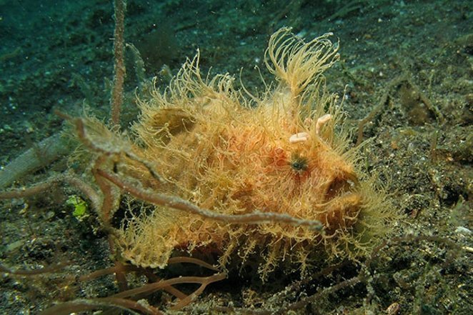 hairy-frogfish