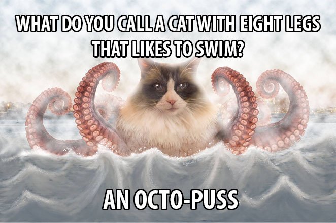 Top 25 Cat Puns And The History Of Cat Jokes On The Internet 15