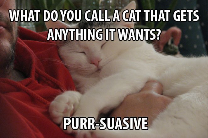 Top 25 Cat Puns And The History Of Cat Jokes On The Internet 3