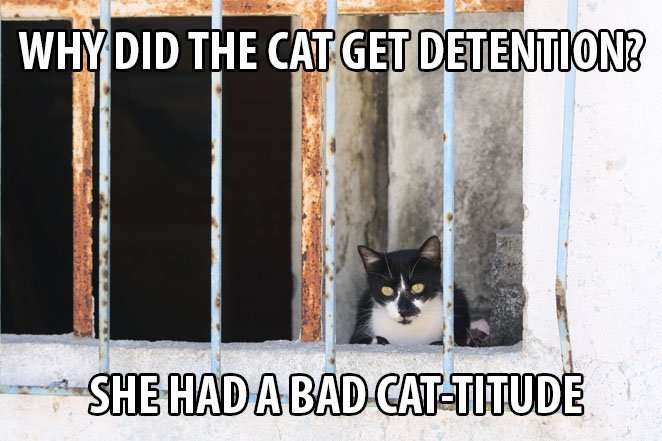 Top 25 Cat Puns And The History Of Cat Jokes On The Internet 11