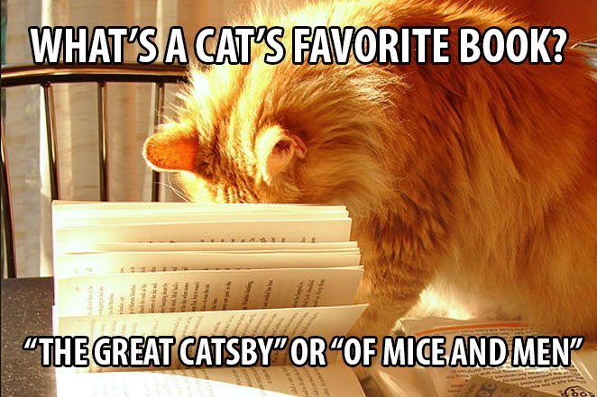 Top 25 Cat Puns And The History Of Cat Jokes On The Internet 20