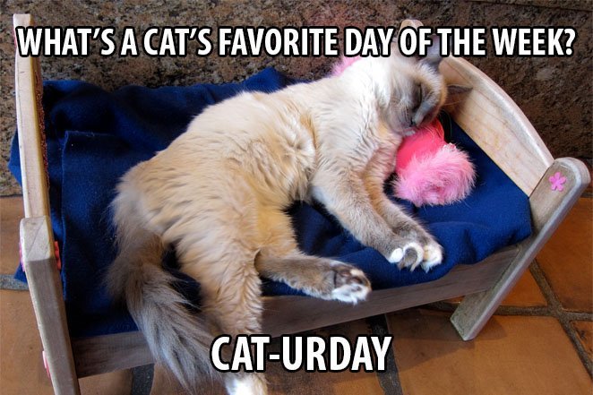 Top 25 Cat Puns And The History Of Cat Jokes On The Internet 5