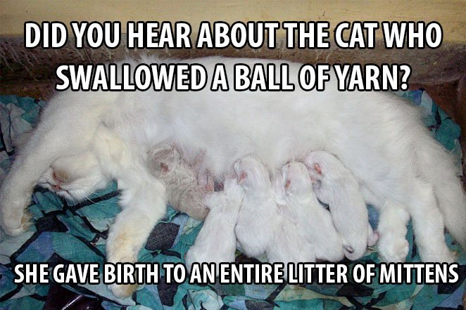 Top 25 Cat Puns And The History Of Cat Jokes On The Internet 17