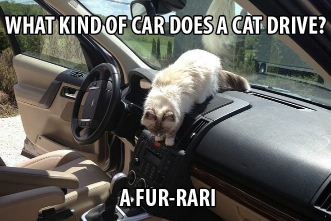 Top 25 Cat Puns And The History Of Cat Jokes On The Internet 16