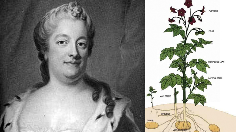Top 25 facts about eva ekeblad and the inventor of alcohol