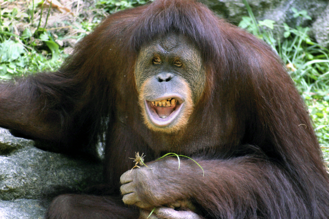 Orangutan_Cincinnati_Zoo_004