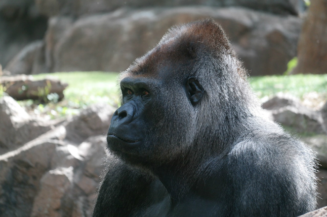 Silverback-Gorilla-Imposing-Ape-Monkey-Mammal-4010165