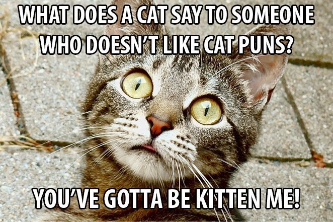 Top 25 Cat Puns And The History Of Cat Jokes On The Internet 25