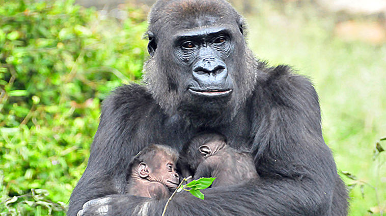 A gorilla holding two baby gorillas