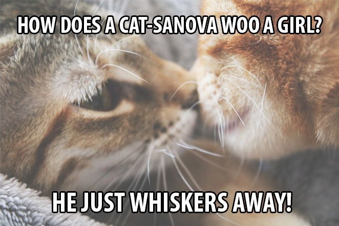 Top 25 Cat Puns And The History Of Cat Jokes On The Internet 2