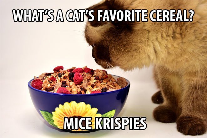 Top 25 Cat Puns And The History Of Cat Jokes On The Internet 23