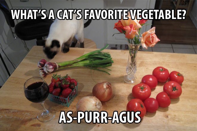Top 25 Cat Puns And The History Of Cat Jokes On The Internet 10