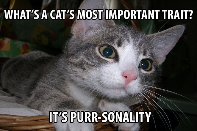 Top 25 Cat Puns And The History Of Cat Jokes On The Internet 22