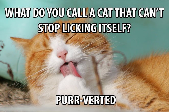 Top 25 Cat Puns And The History Of Cat Jokes On The Internet 19