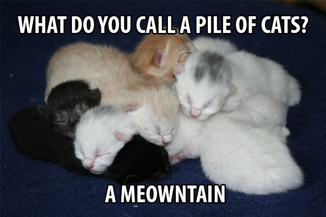 Top 25 Cat Puns And The History Of Cat Jokes On The Internet 21