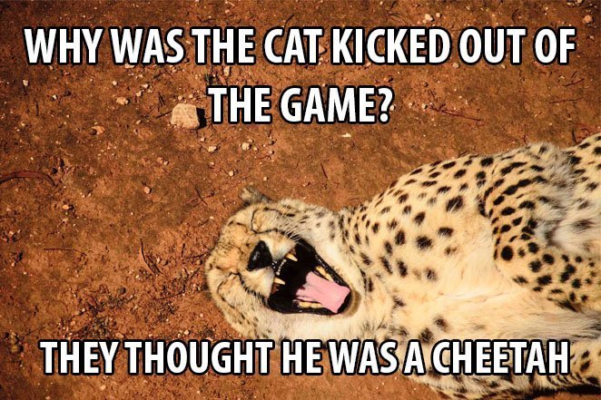 Top 25 Cat Puns And The History Of Cat Jokes On The Internet 9