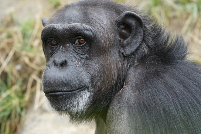 chimpanzee-871296_960_720