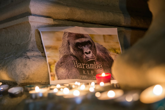 dicks-out-harambe-vigil-five-month-body-image-1477741365
