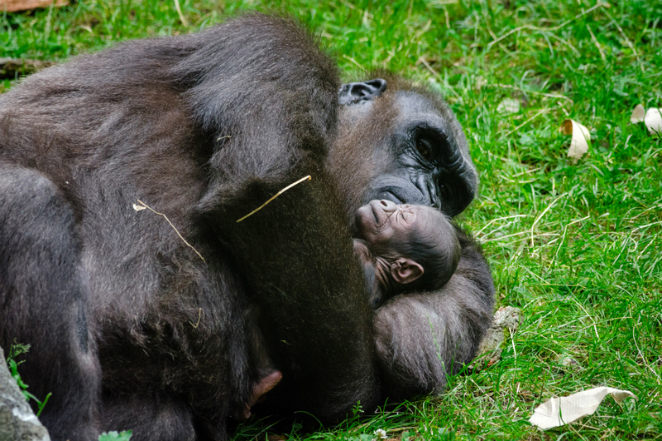 gorilla-and-baby-sleeping_800