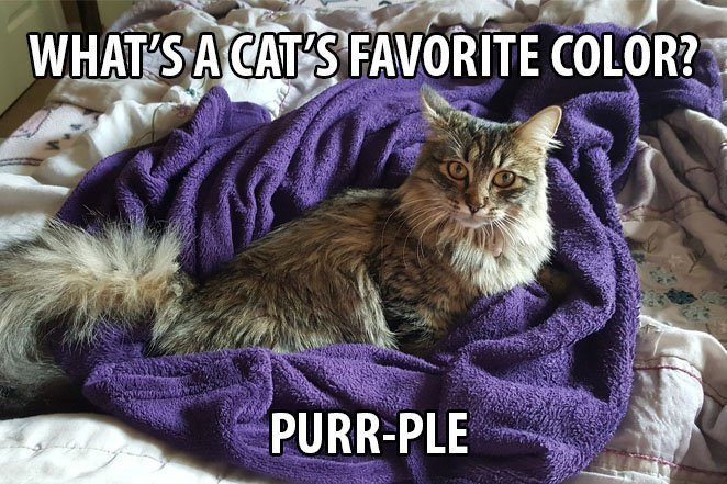Top 25 Cat Puns And The History Of Cat Jokes On The Internet 7
