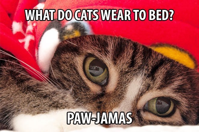 Top 25 Cat Puns And The History Of Cat Jokes On The Internet 4